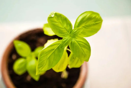 Natural and Sustainable Skin Care for Kids