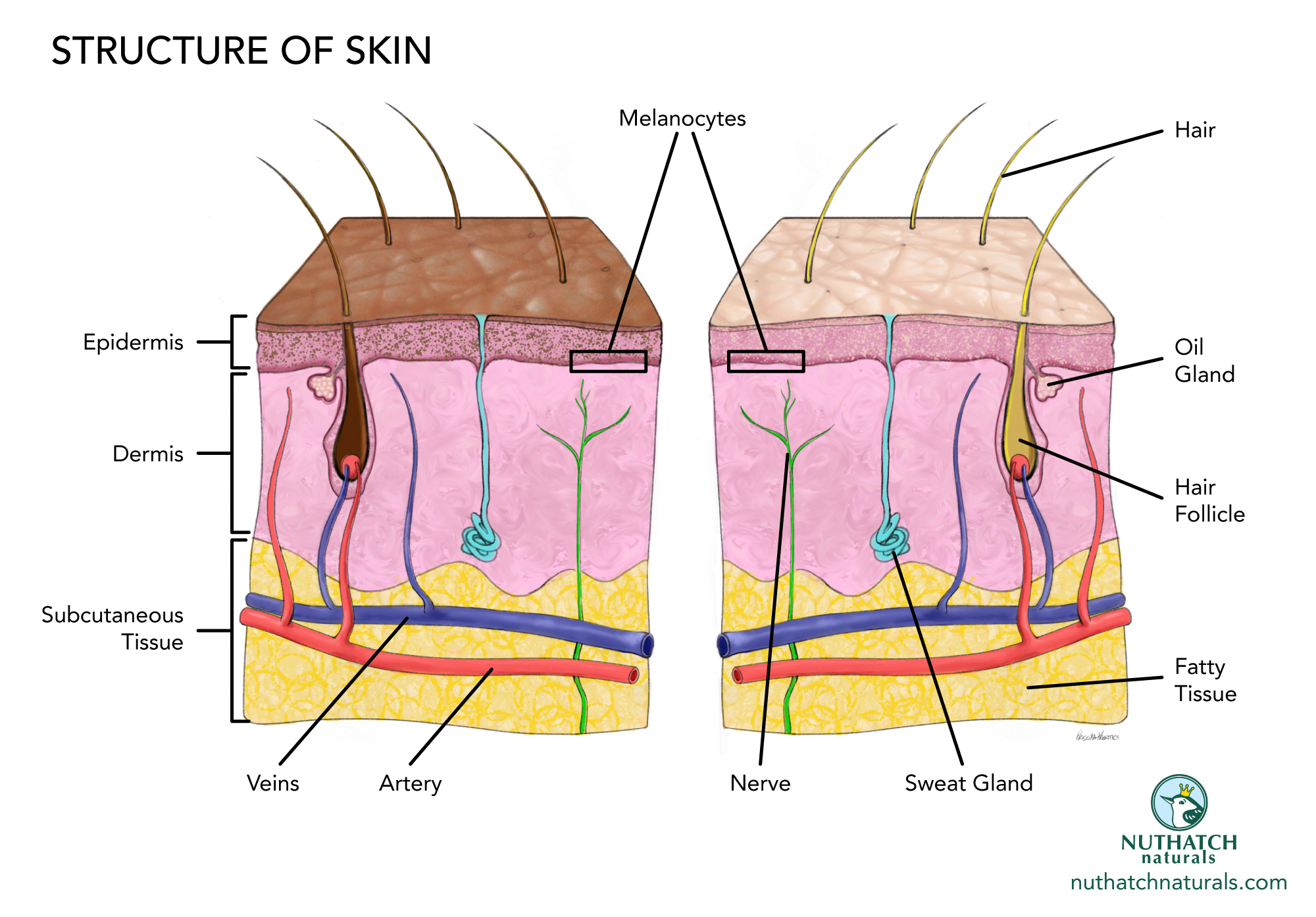 Nuthatch-Naturals-Skin-Diagram