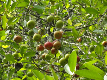 Garcinia Indica (Kokum) Butter