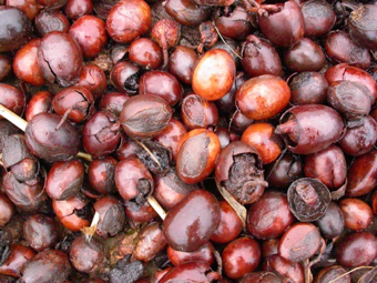 Butyrospermum Parkii (Shea) Butter