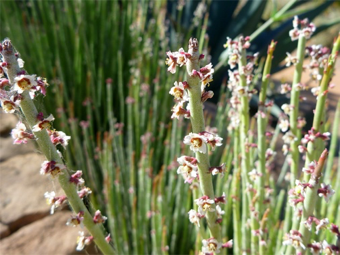 Candelilla/Jojoba/Rice Bran Polyglyceryl-3 Esters