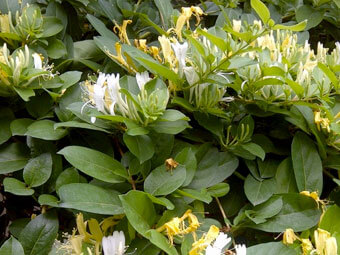 Lonicera Japonica (Honeysuckle) Flower Extract, Lonicera Caprifolium (Honeysuckle) Flower Extract