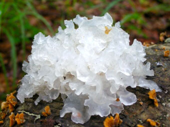 Tremella Fuciformis Mushroom Extract