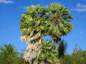 Copernicia Cerifera Carnauba Wax