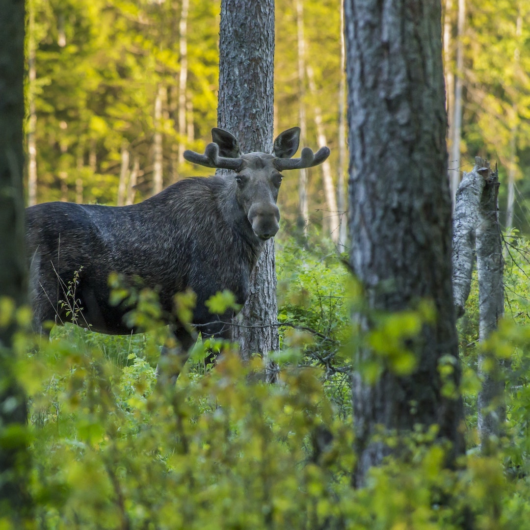 A moose in the forest